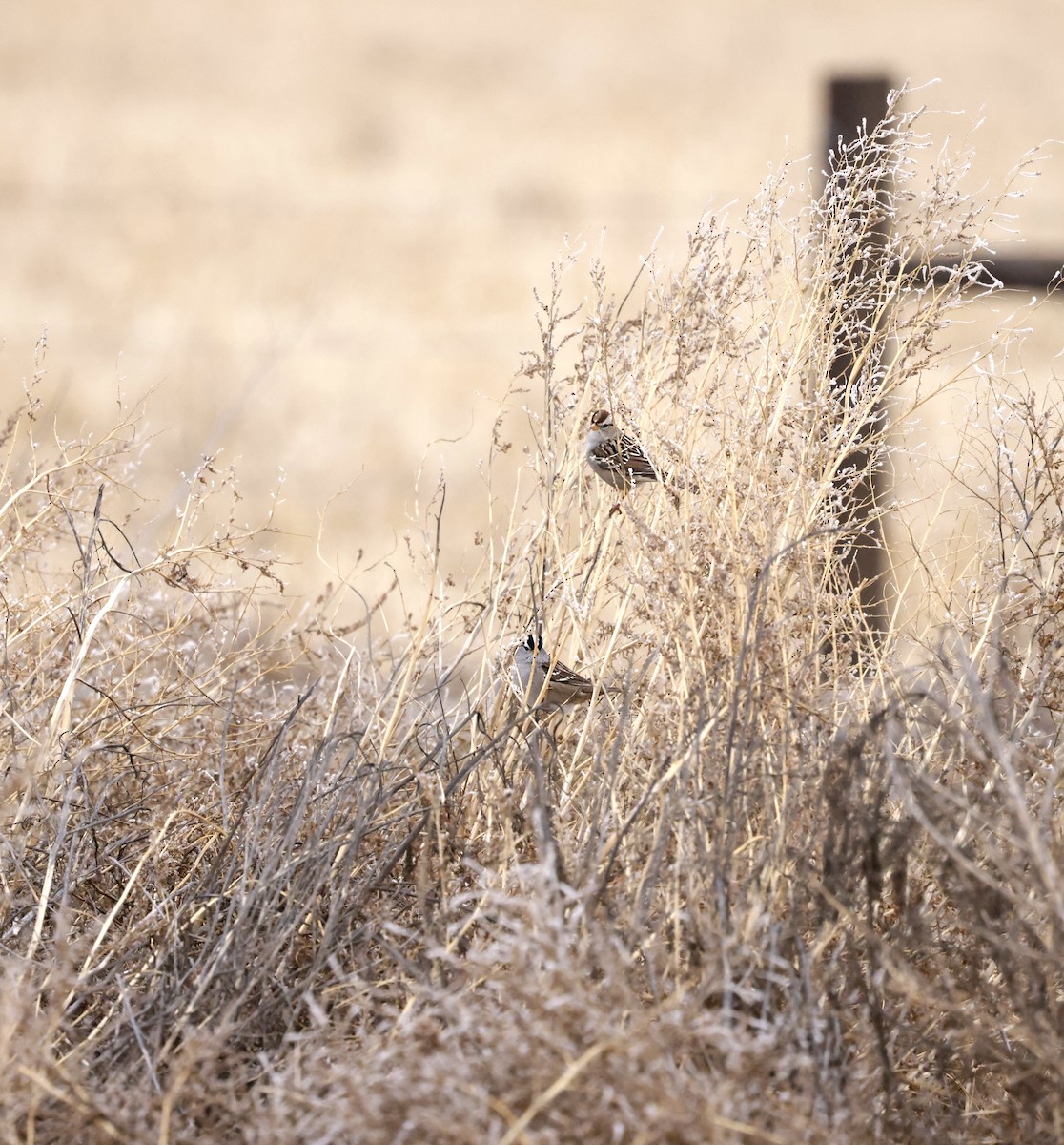 White-crowned Sparrow (Gambel's) - ML646947286