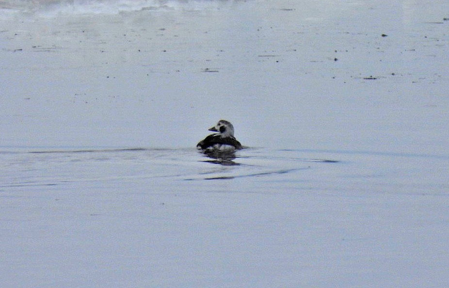 Izotz-ahatea - ML646947287