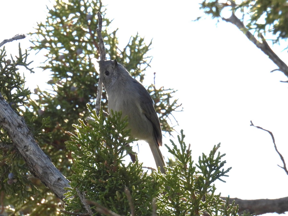Juniper Titmouse - ML646947292