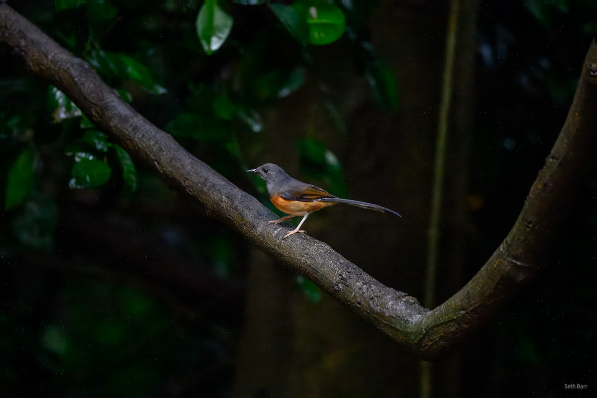 White-rumped Shama (White-rumped) - ML646947293