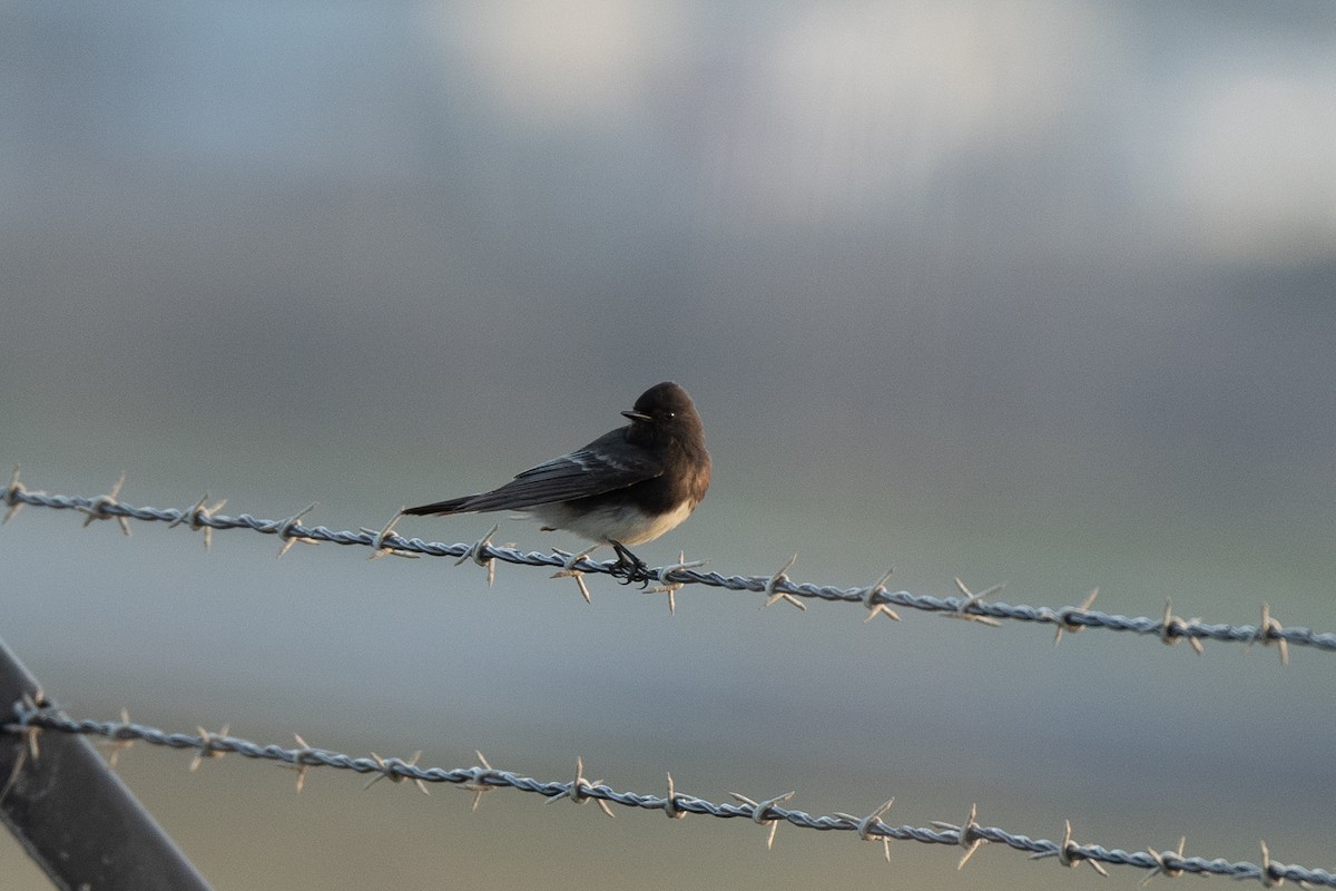 Black Phoebe - ML646947294