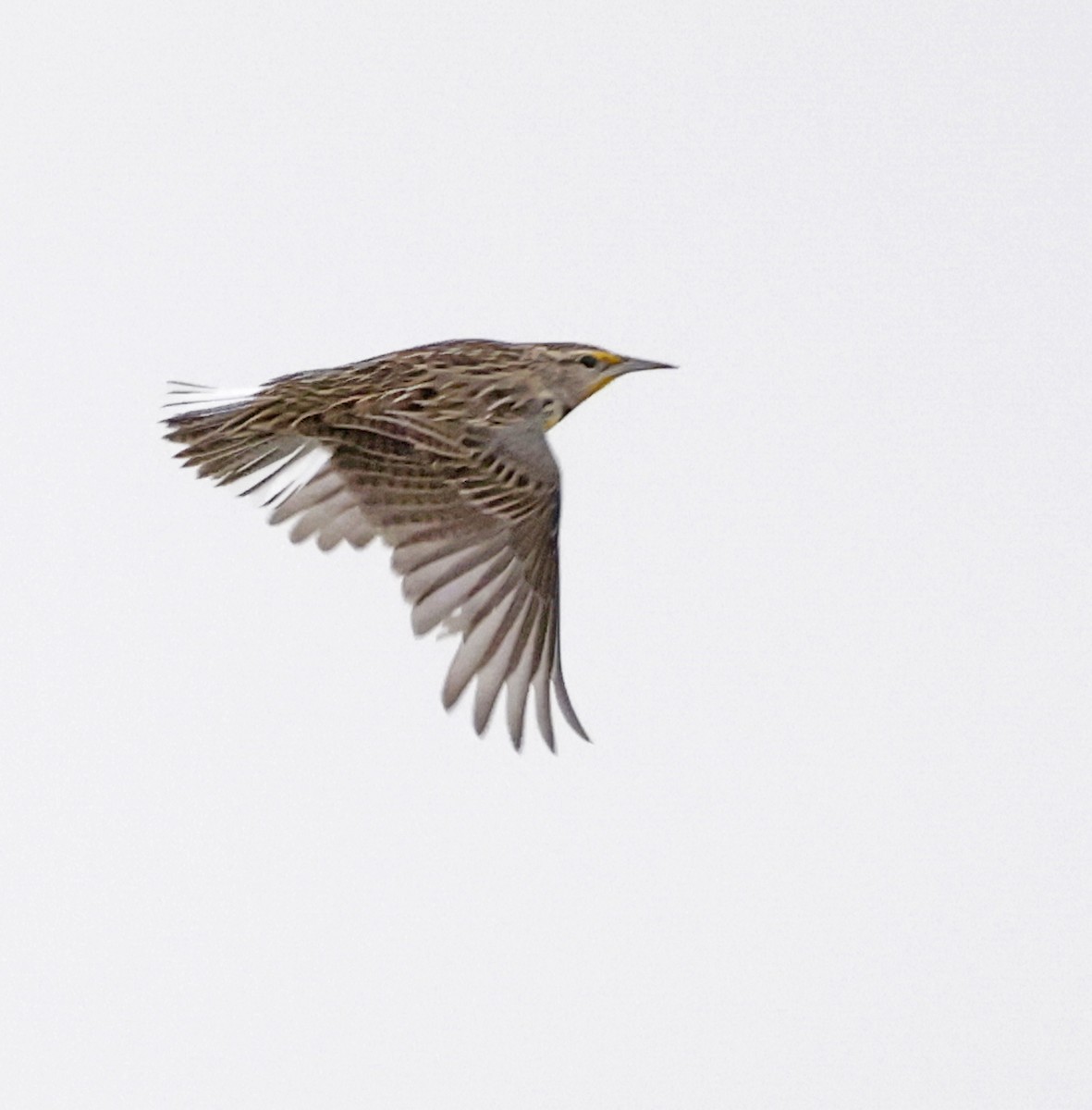 Western Meadowlark - ML646947295