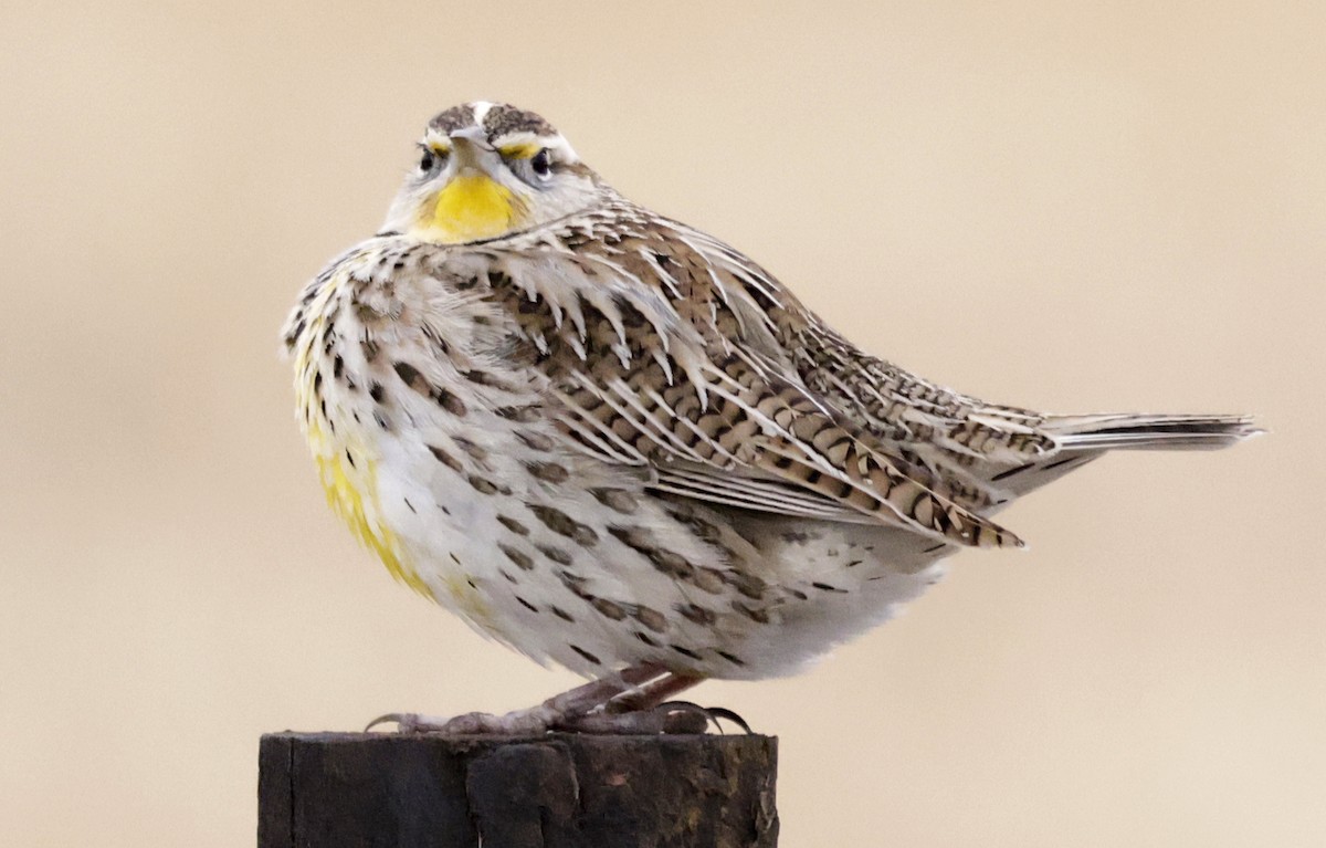 Western Meadowlark - ML646947296