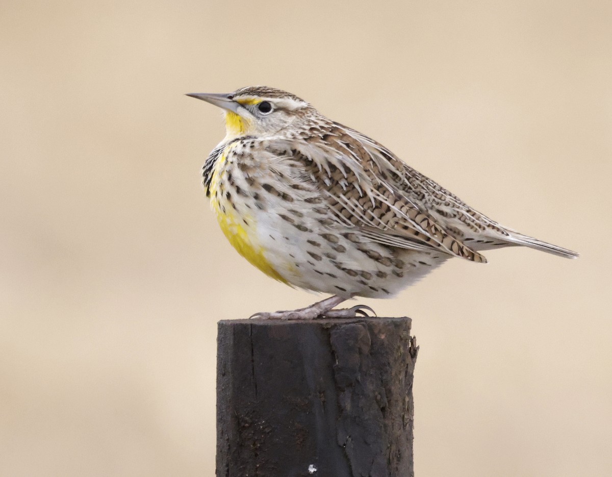 Western Meadowlark - ML646947297