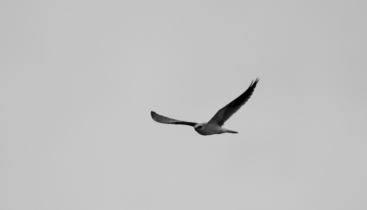 White-tailed Kite - ML646947306