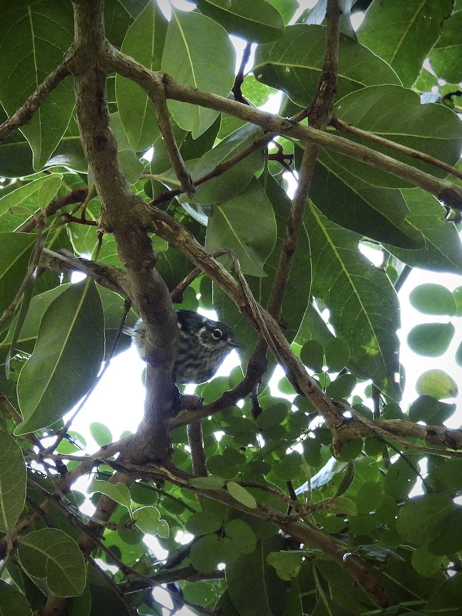 Elfin-woods Warbler - ML646947318