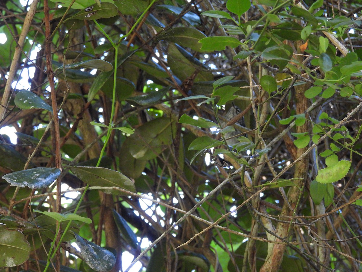 Elfin-woods Warbler - ML646947319