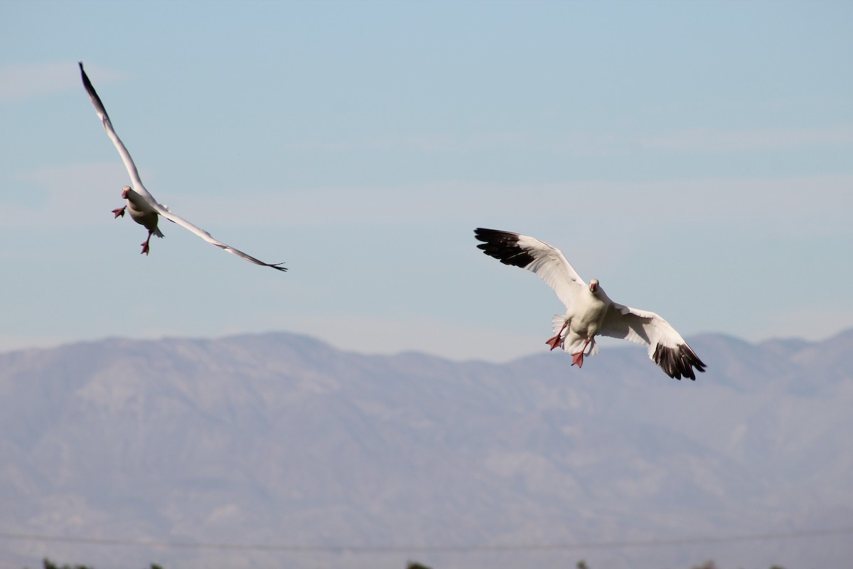 Snow Goose - ML646947321
