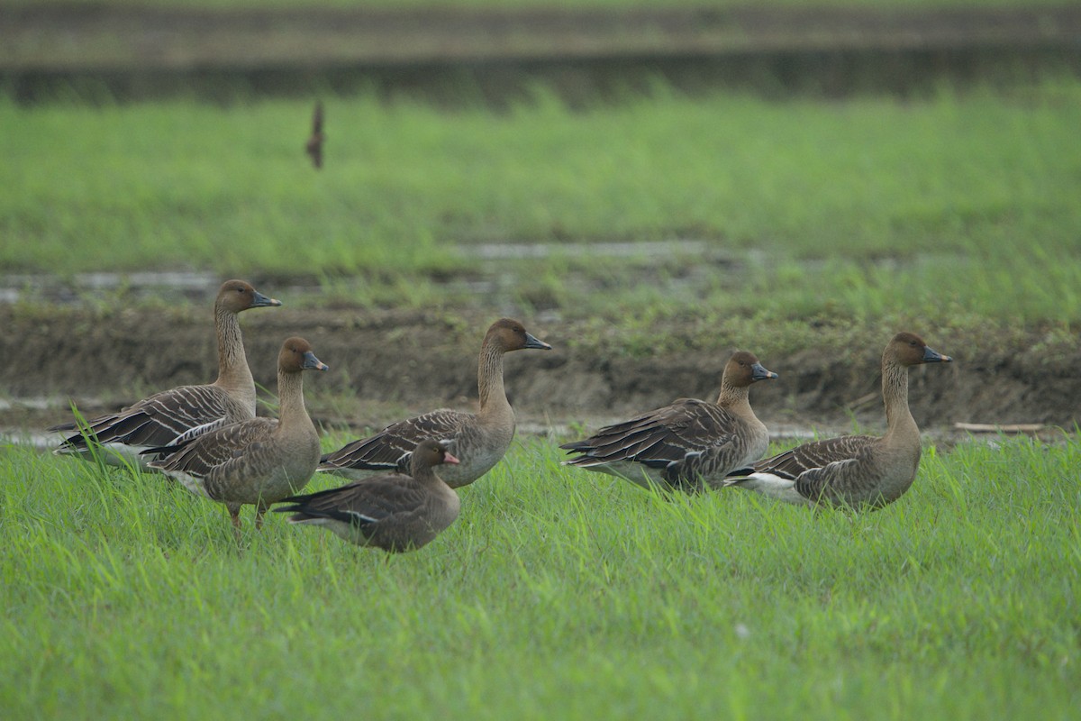 Lesser White-fronted Goose - ML646947337