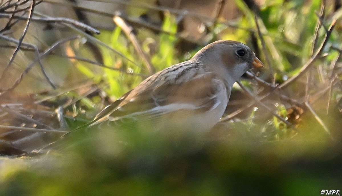 Snow Bunting - ML646947343
