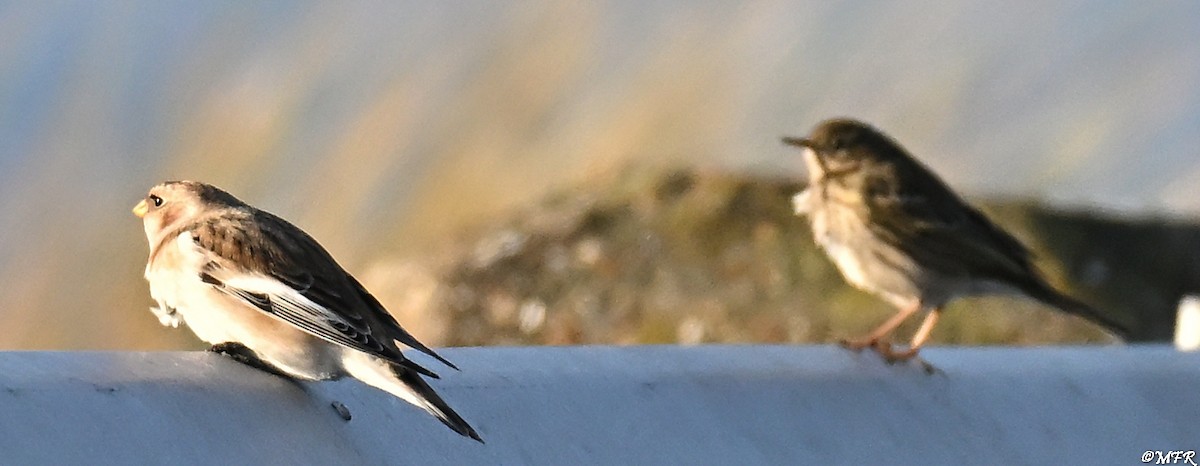 Snow Bunting - ML646947344