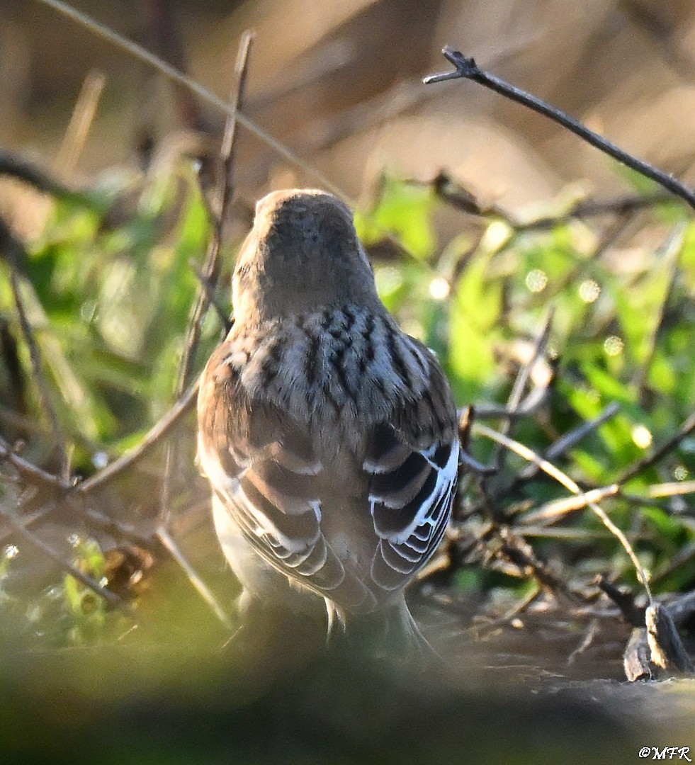 Snow Bunting - ML646947345