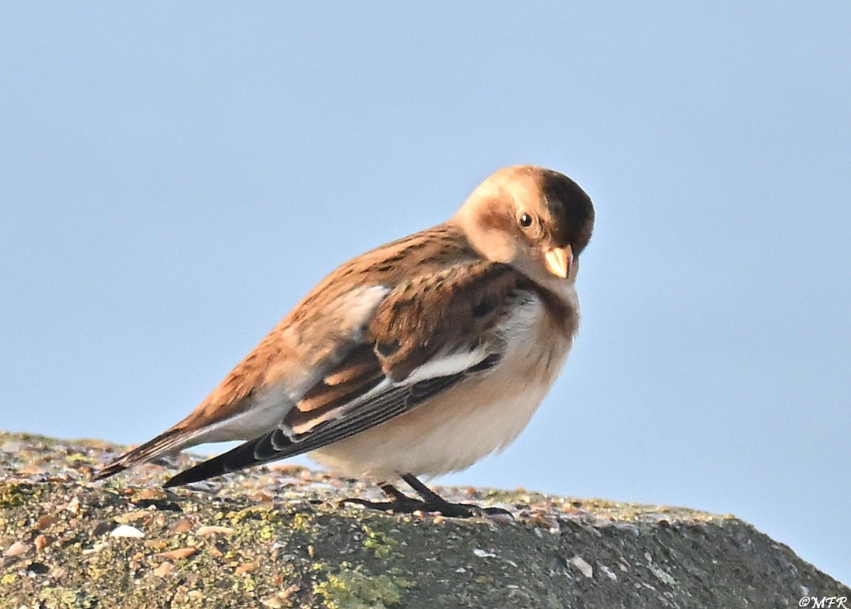 Snow Bunting - ML646947346