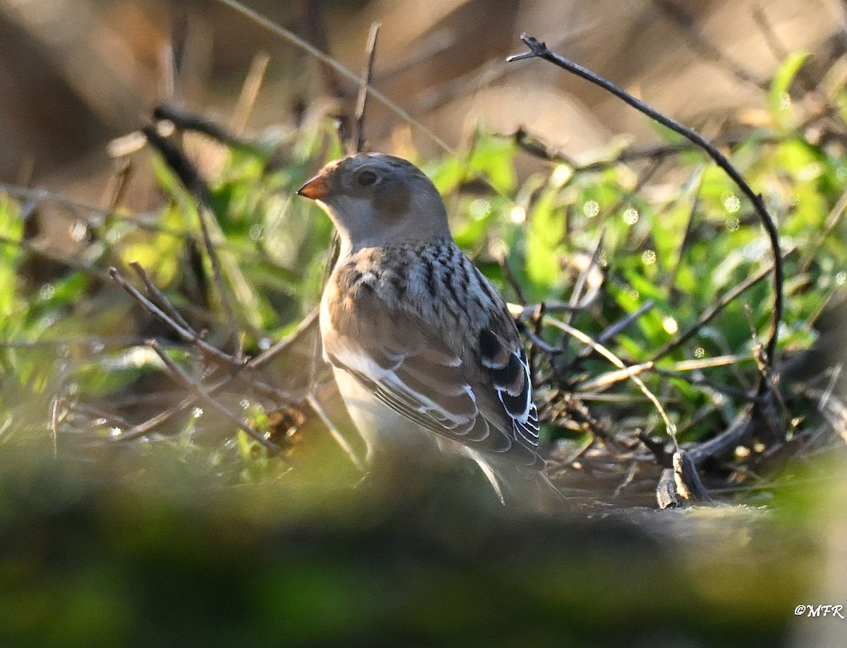 Snow Bunting - ML646947347
