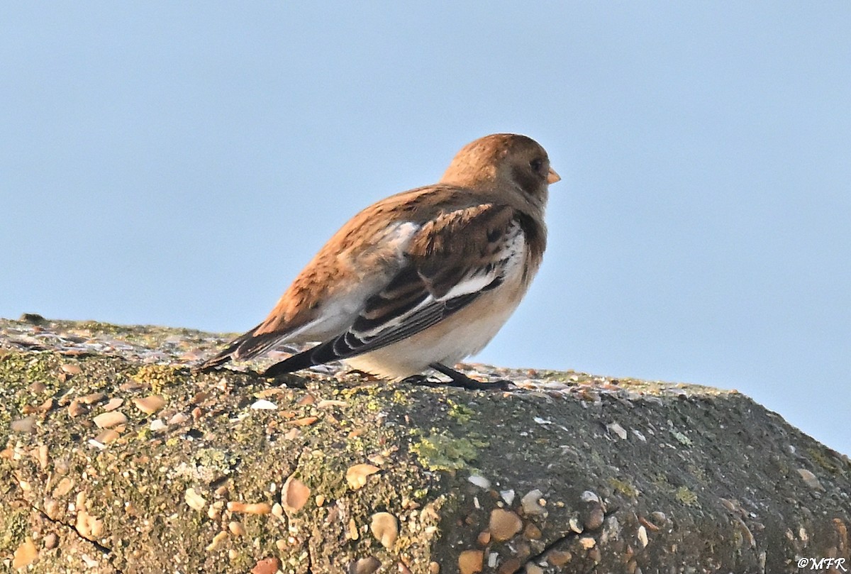 Snow Bunting - ML646947348