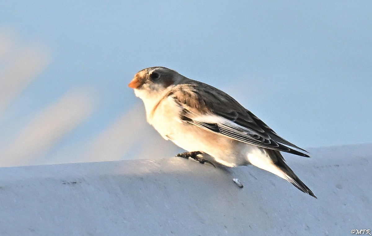 Snow Bunting - ML646947349