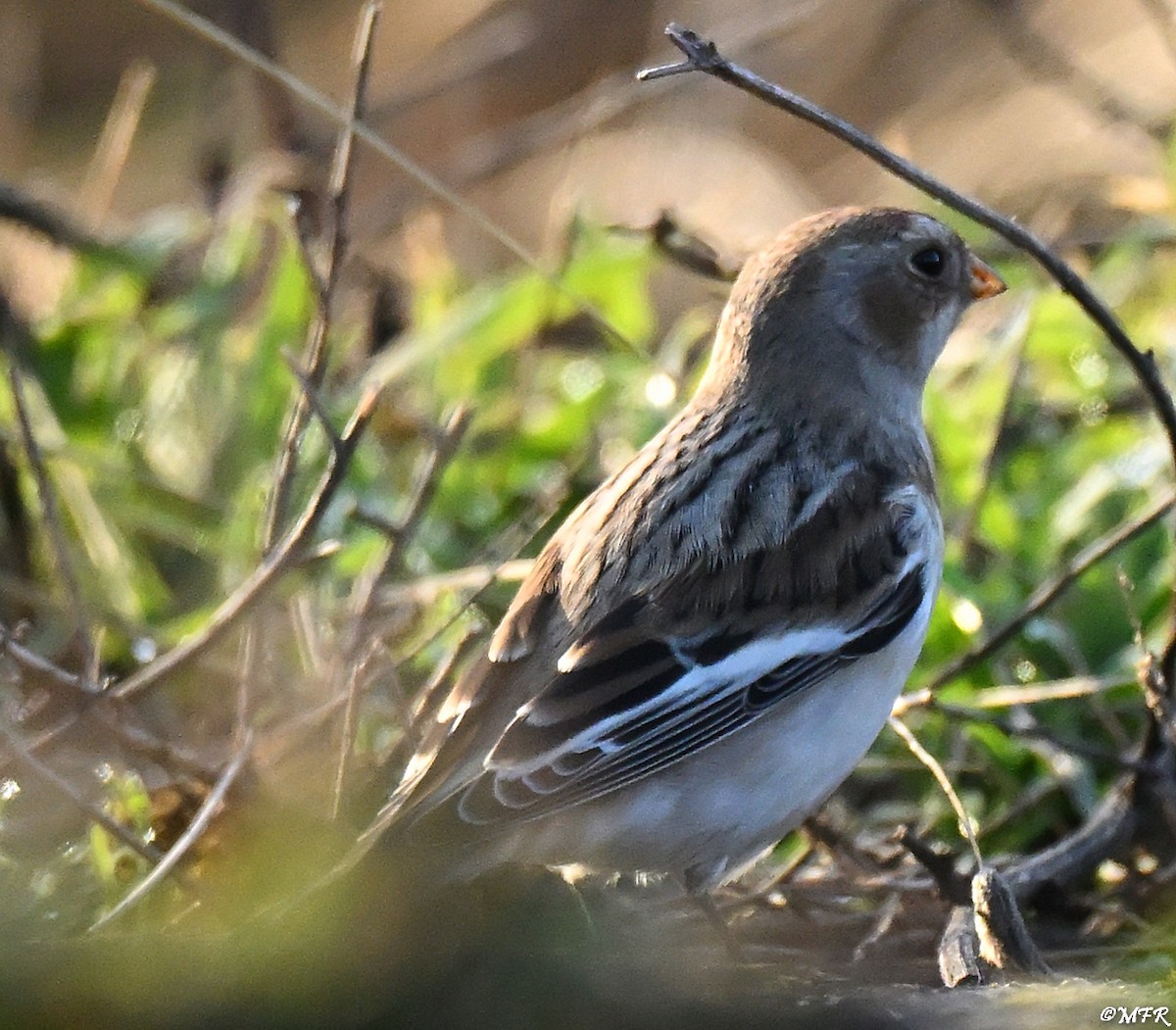 Snow Bunting - ML646947350