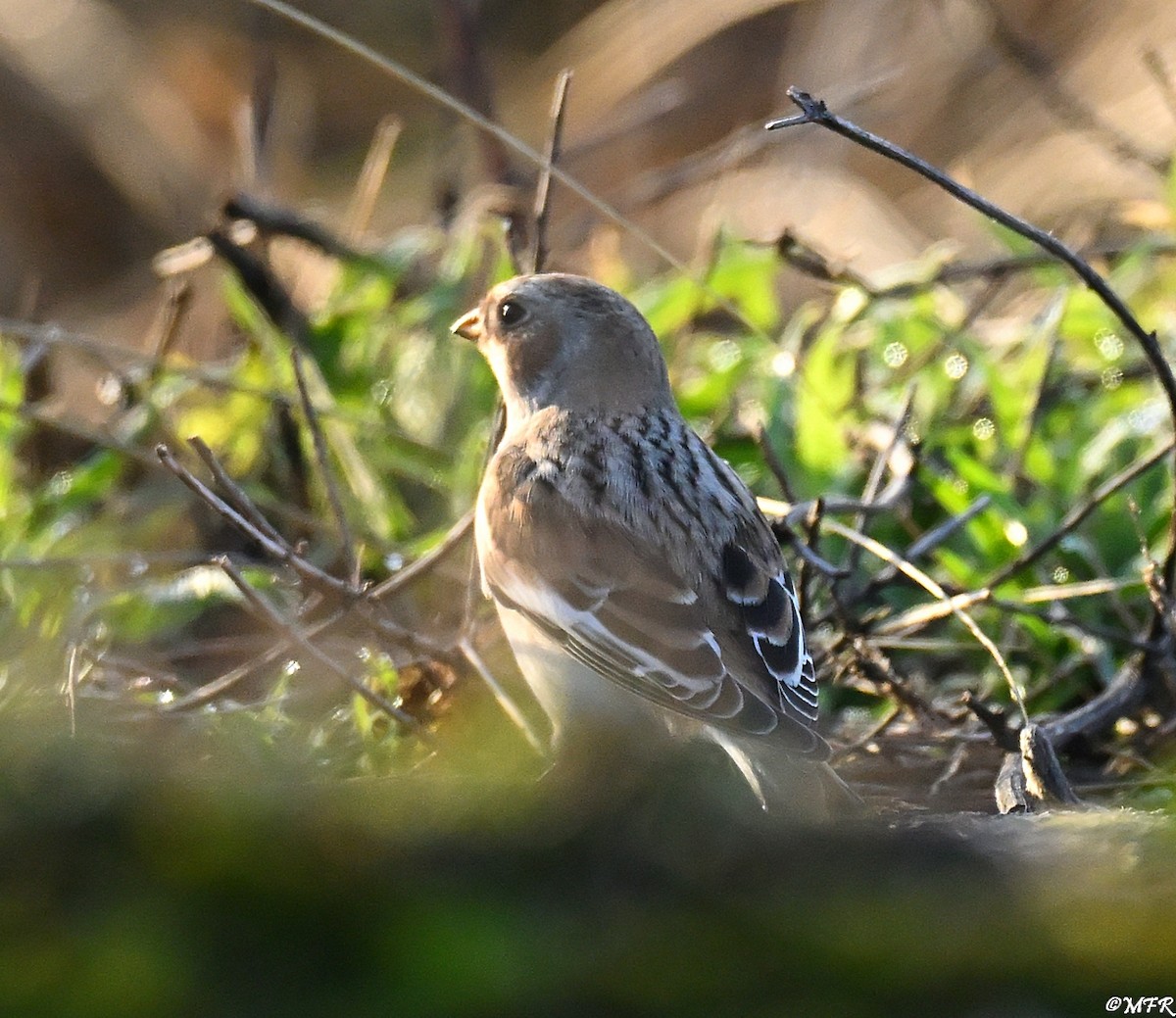 Snow Bunting - ML646947351