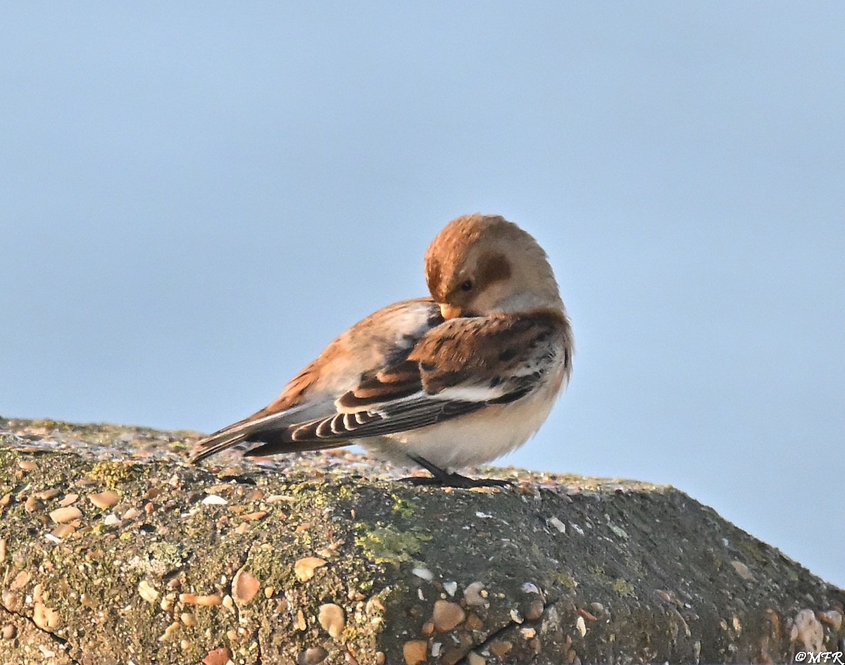 Snow Bunting - ML646947352