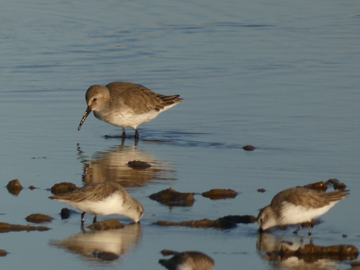 Correlimos Común - ML646947354