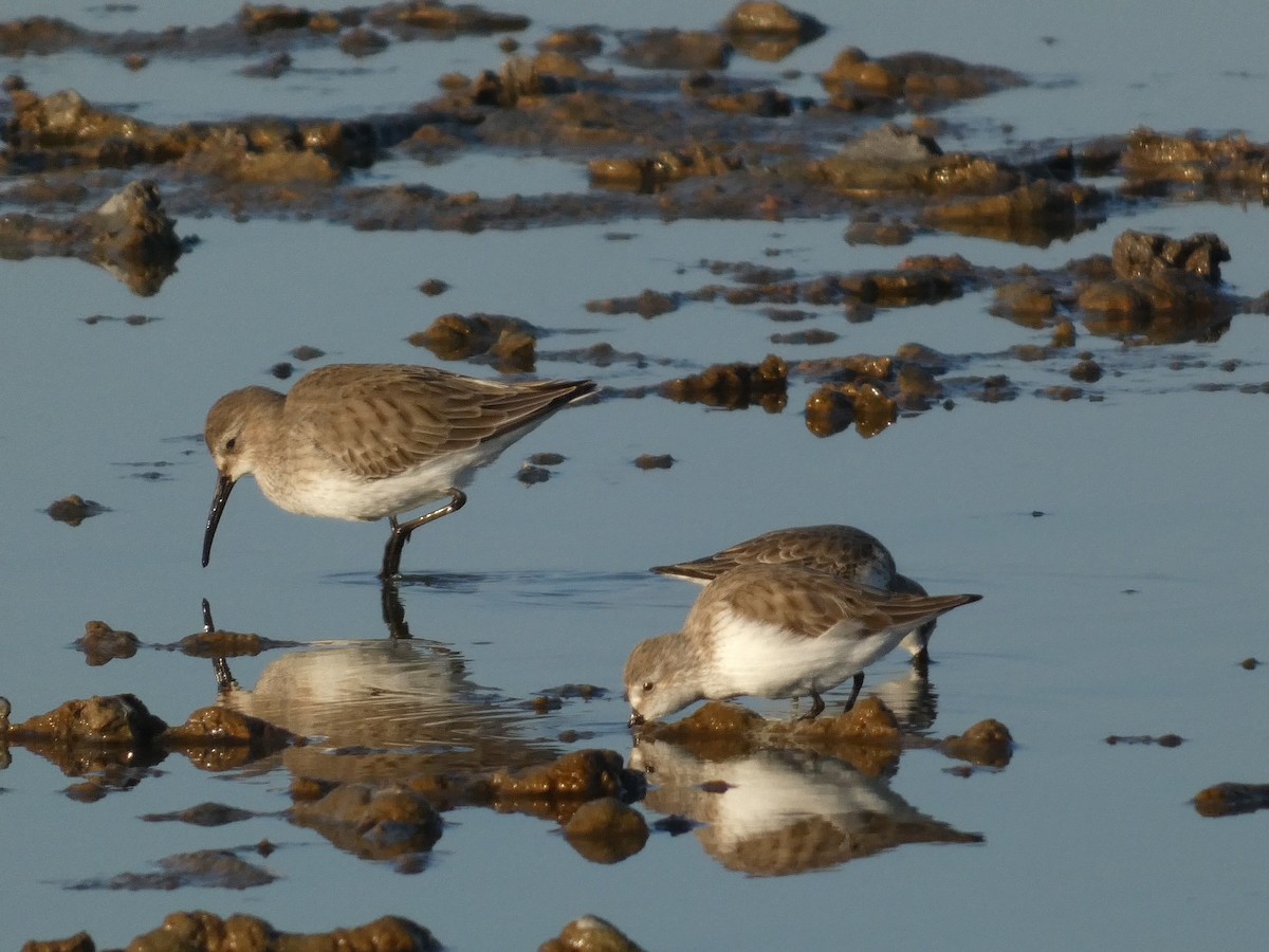 Correlimos Común - ML646947355