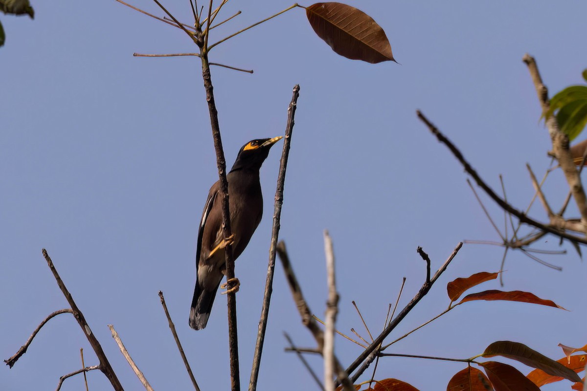 Common Myna - ML646947356