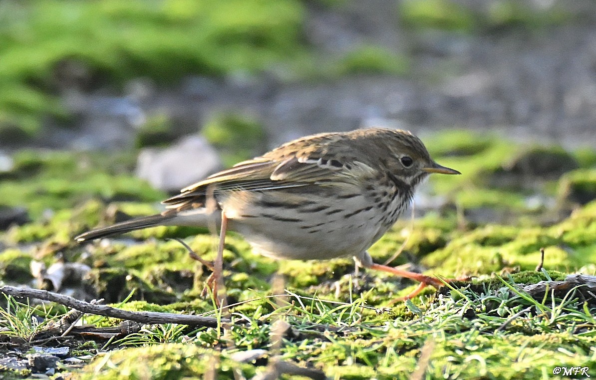 Meadow Pipit - ML646947357