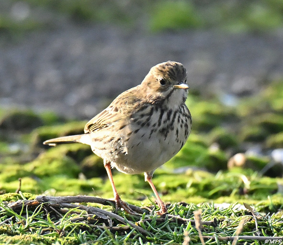 Meadow Pipit - ML646947358