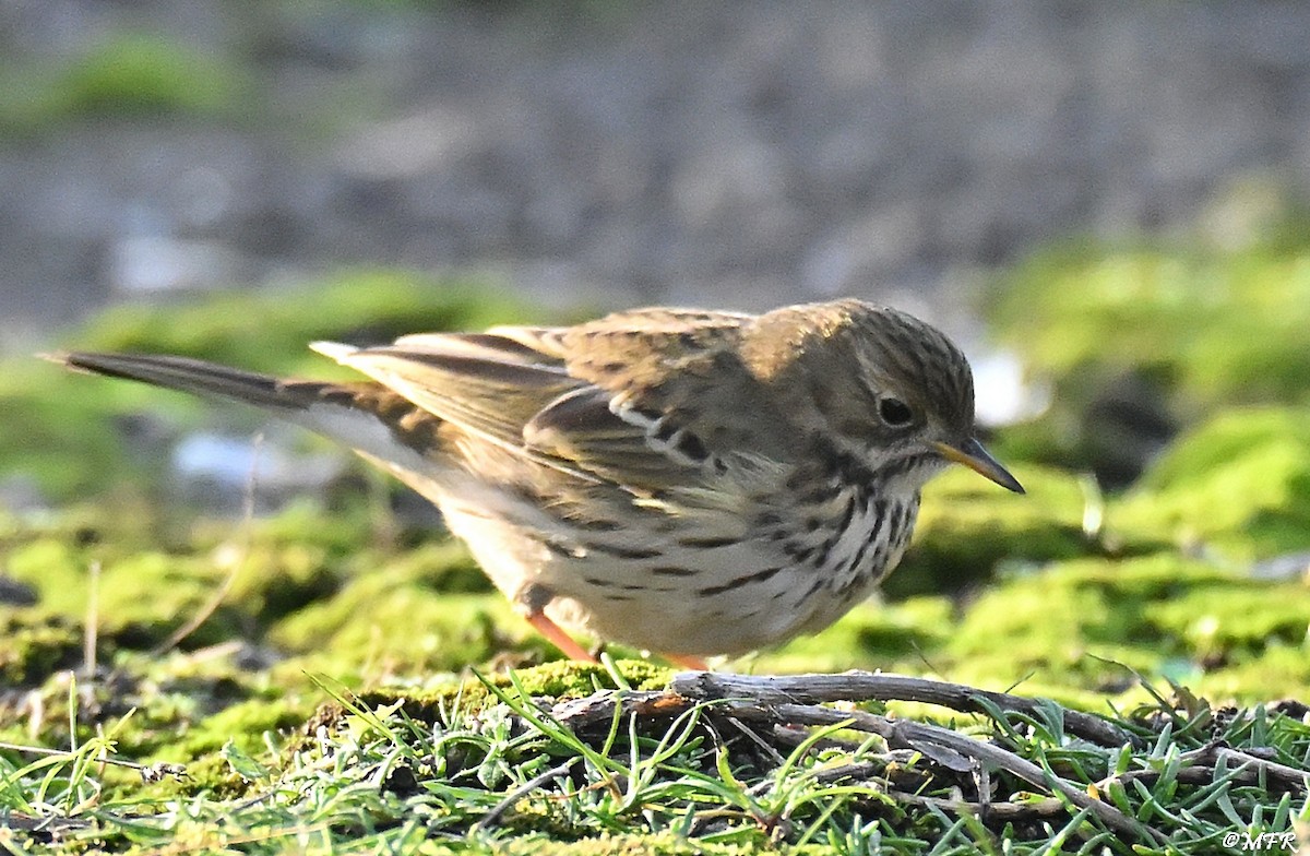 Meadow Pipit - ML646947359