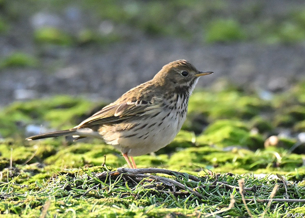 Meadow Pipit - ML646947360