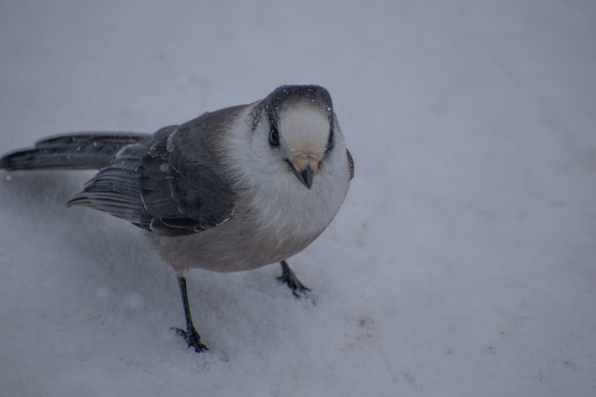 Canada Jay - ML646947365