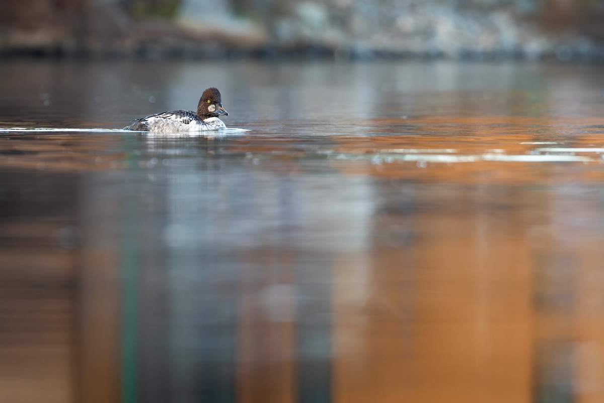 Porrón Osculado - ML646947366