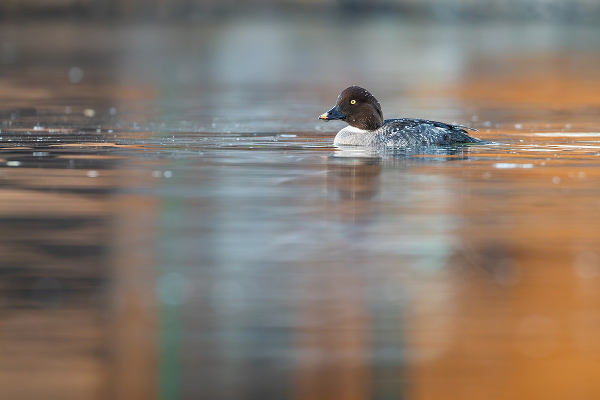 Porrón Osculado - ML646947367