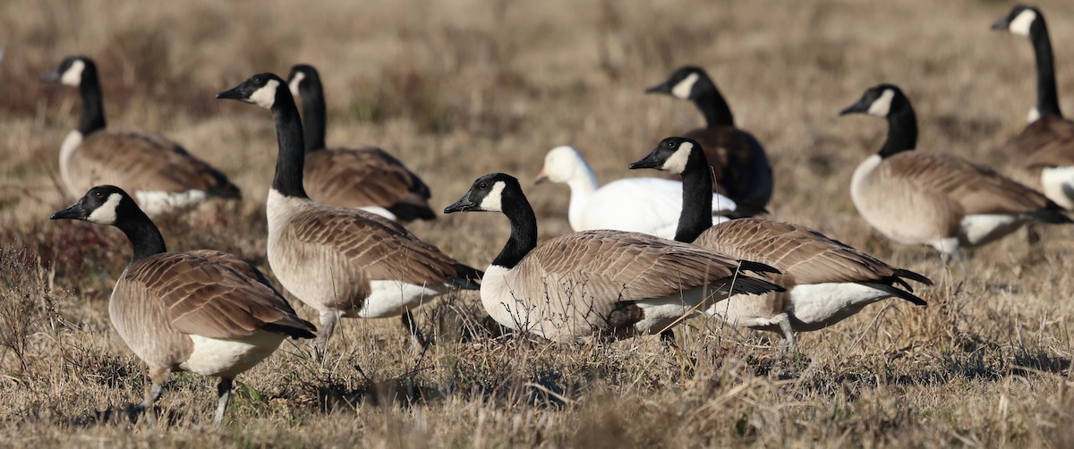 Canada Goose - ML646947368