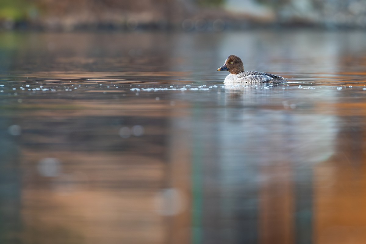 Porrón Osculado - ML646947369