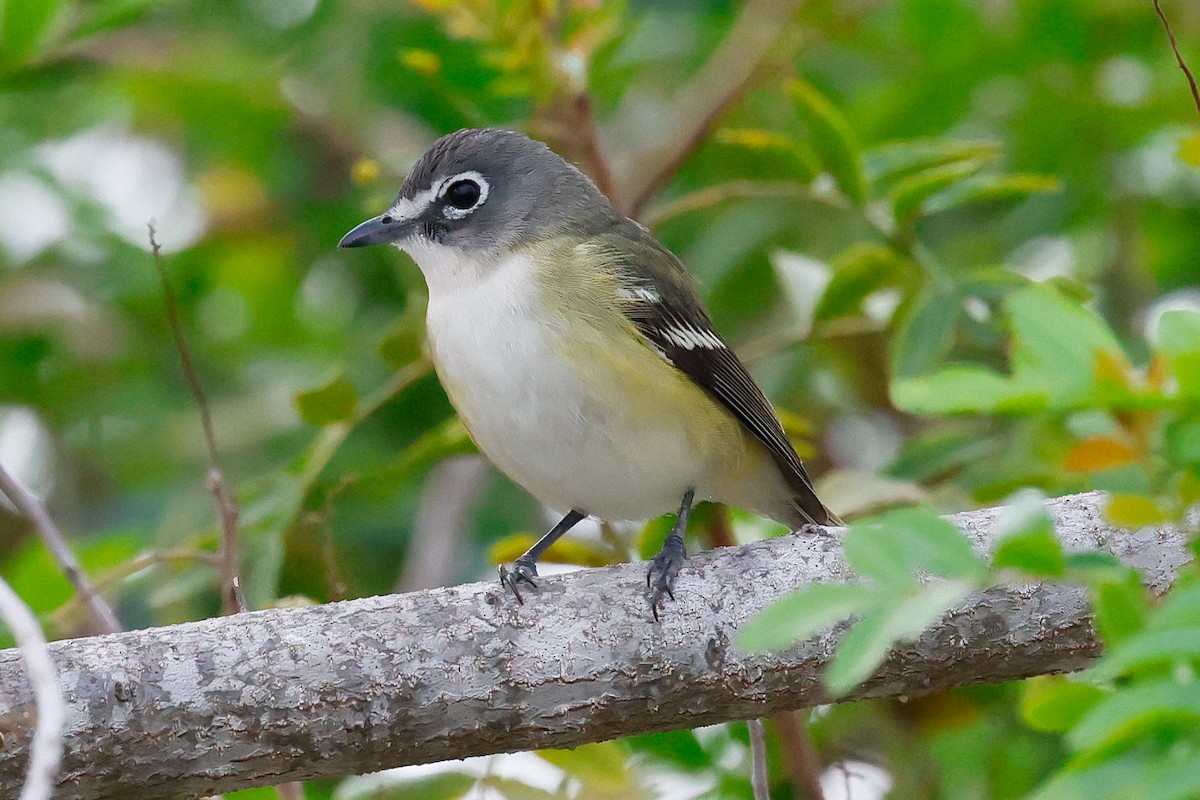 Blue-headed Vireo - ML646947370