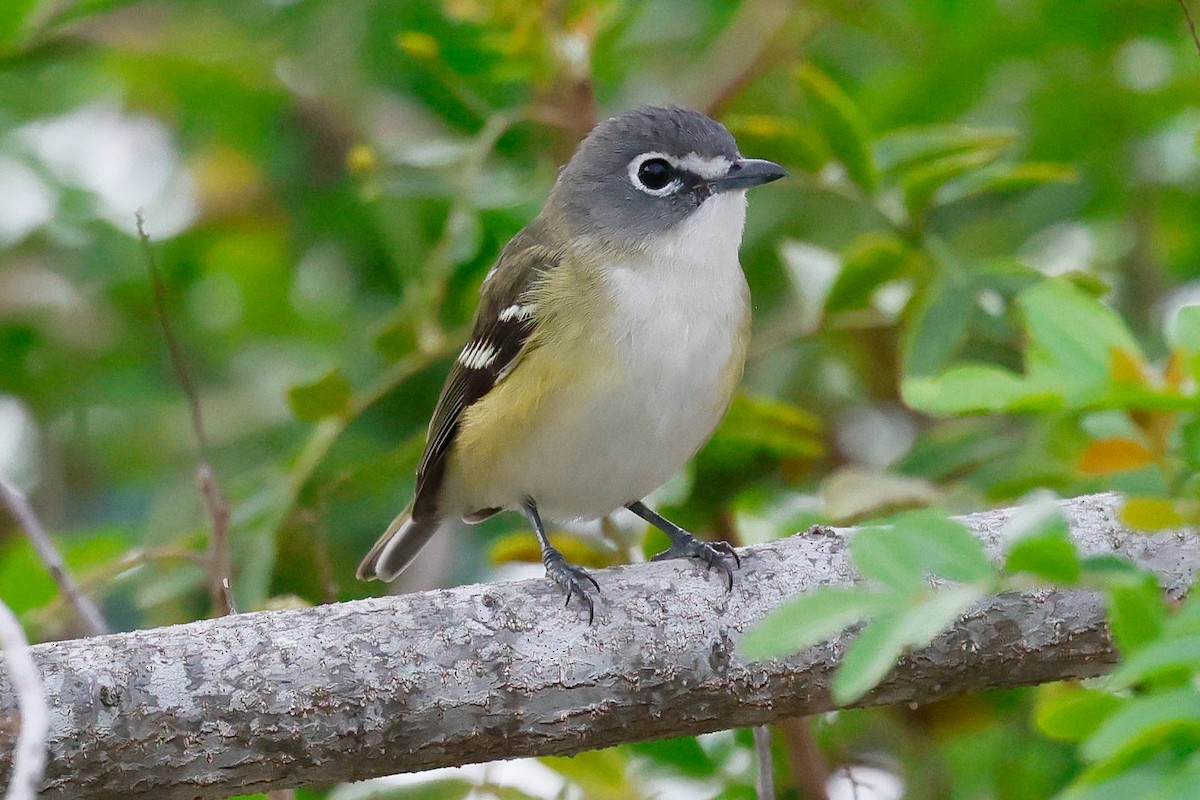 Blue-headed Vireo - ML646947371
