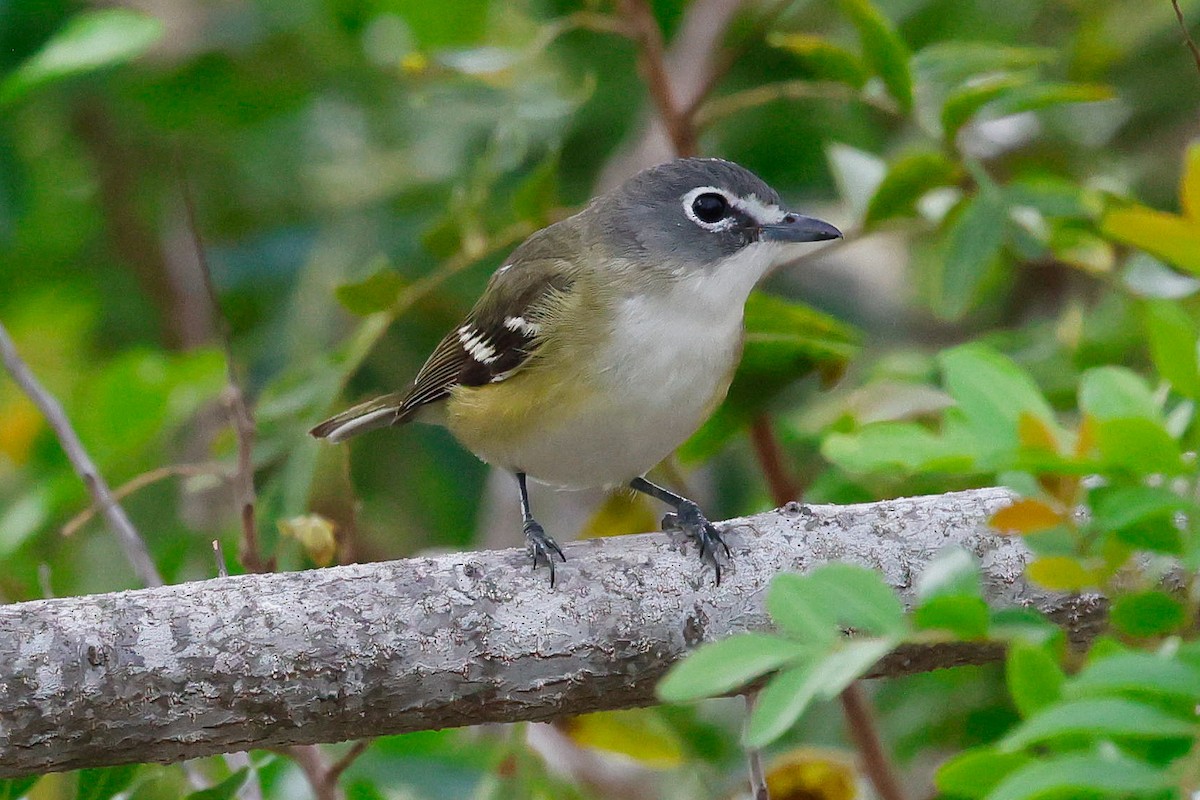 Blue-headed Vireo - ML646947372