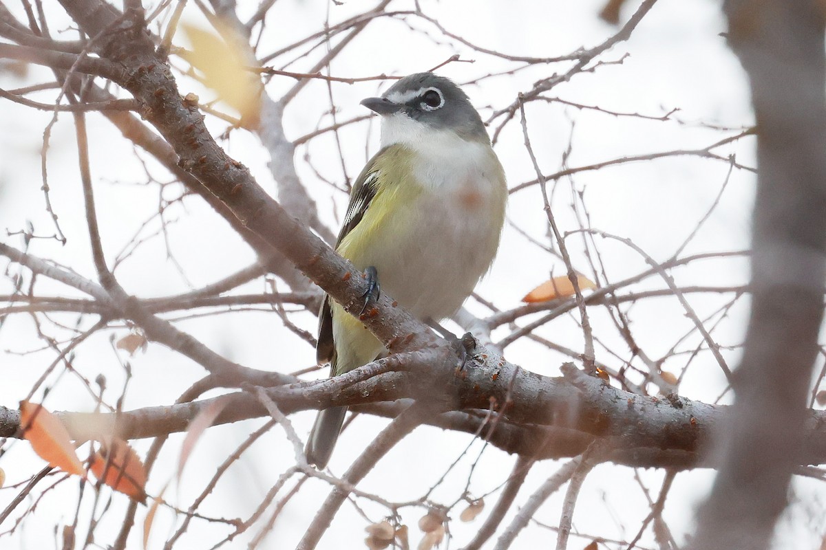 Blue-headed Vireo - ML646947373