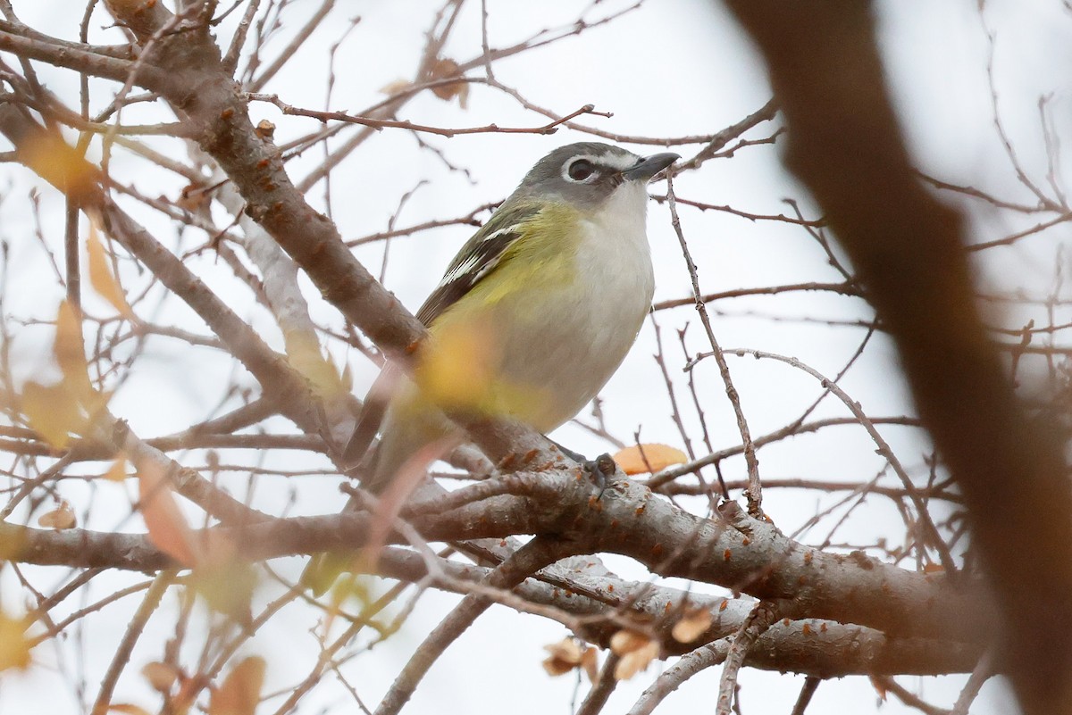 Blue-headed Vireo - ML646947374