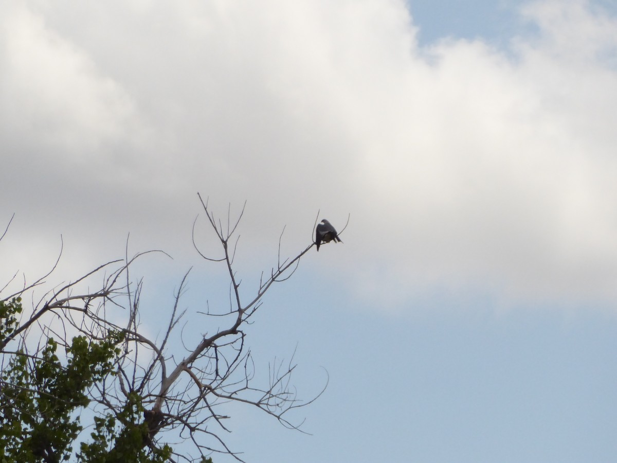 Mississippi Kite - ML646947376