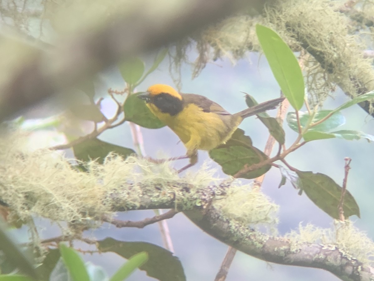 Golden-crowned Brushfinch - ML646947377