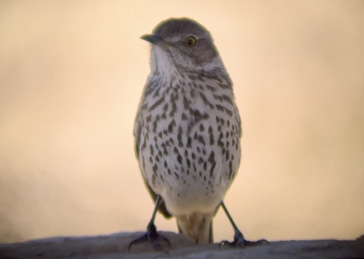 Sage Thrasher - ML646947378