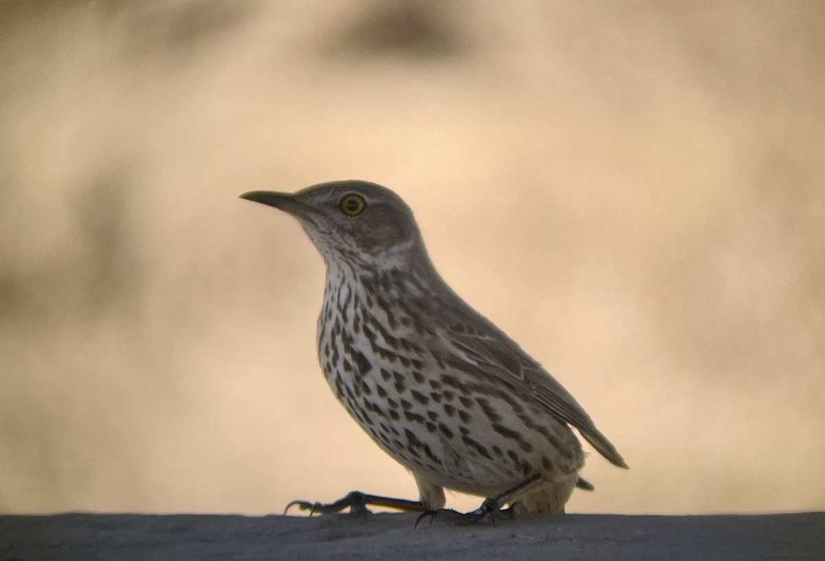 Sage Thrasher - ML646947379