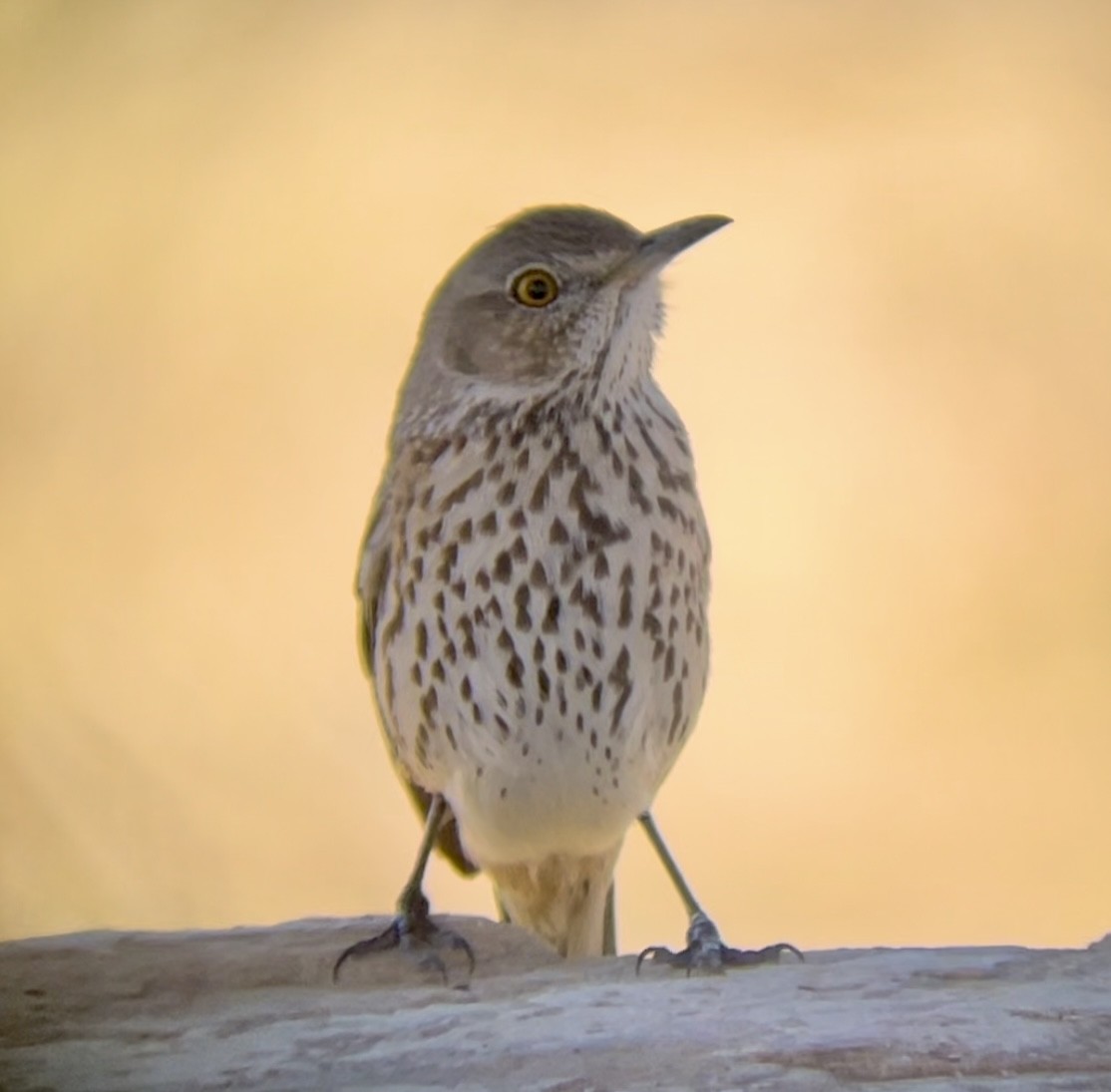 Sage Thrasher - ML646947380