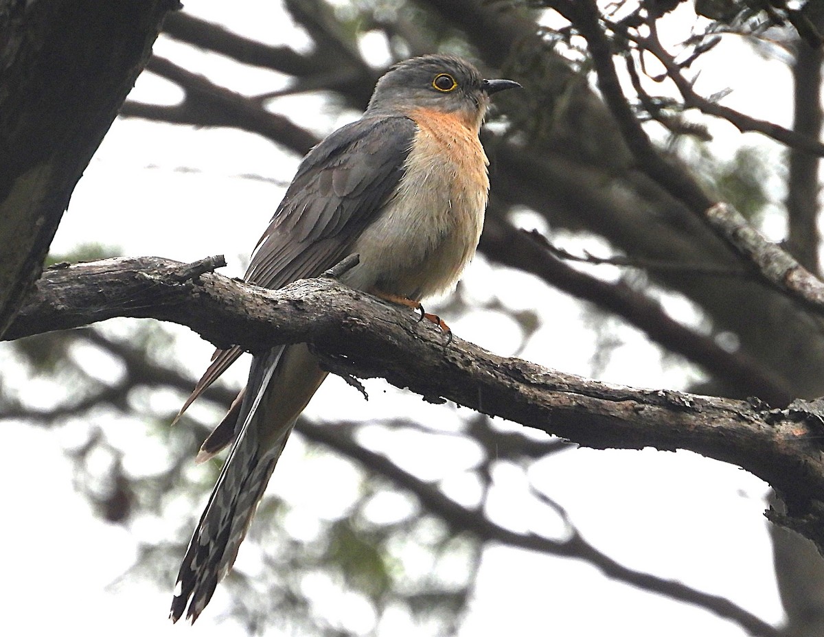 Fan-tailed Cuckoo - ML646947382