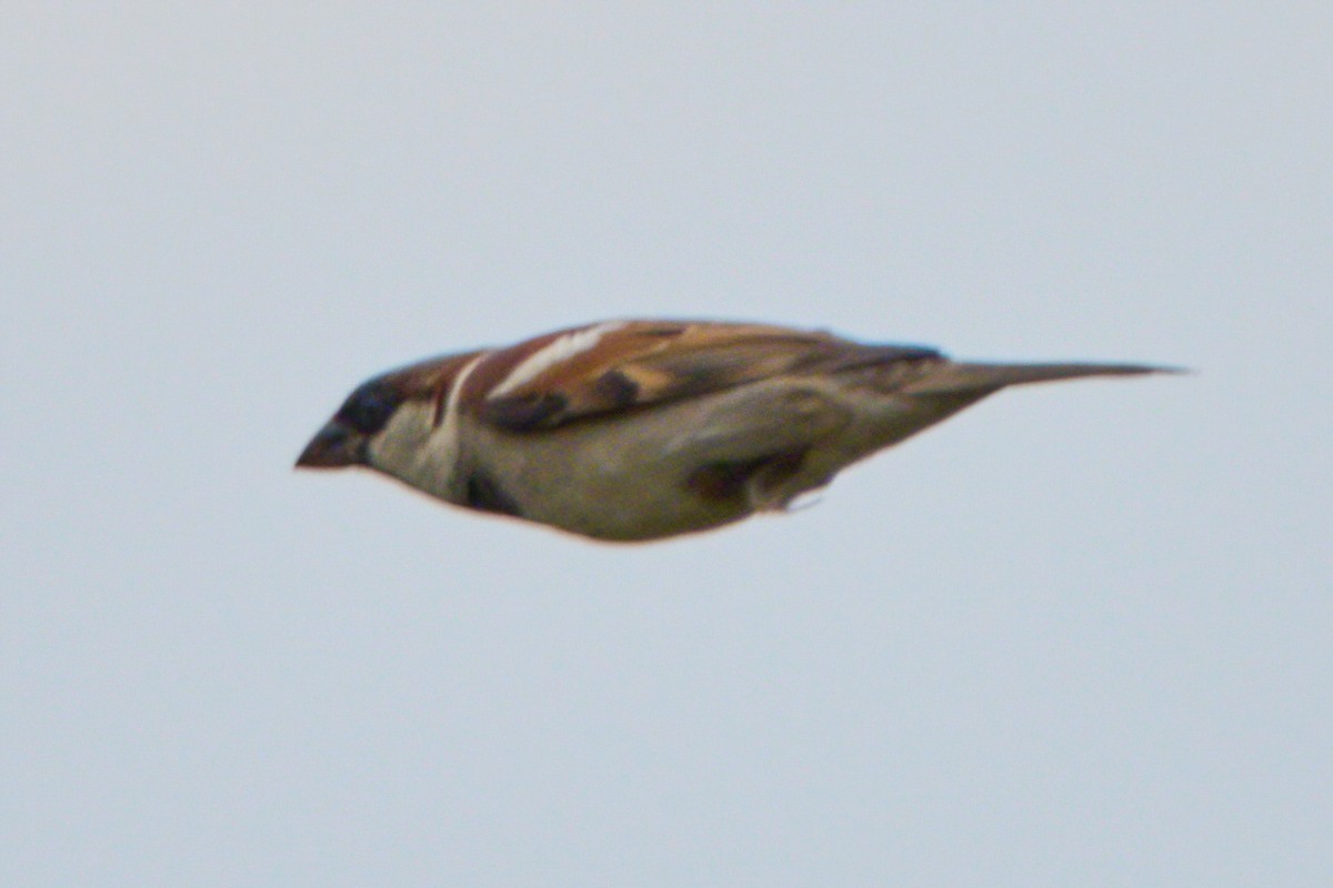 House Sparrow - ML646947384