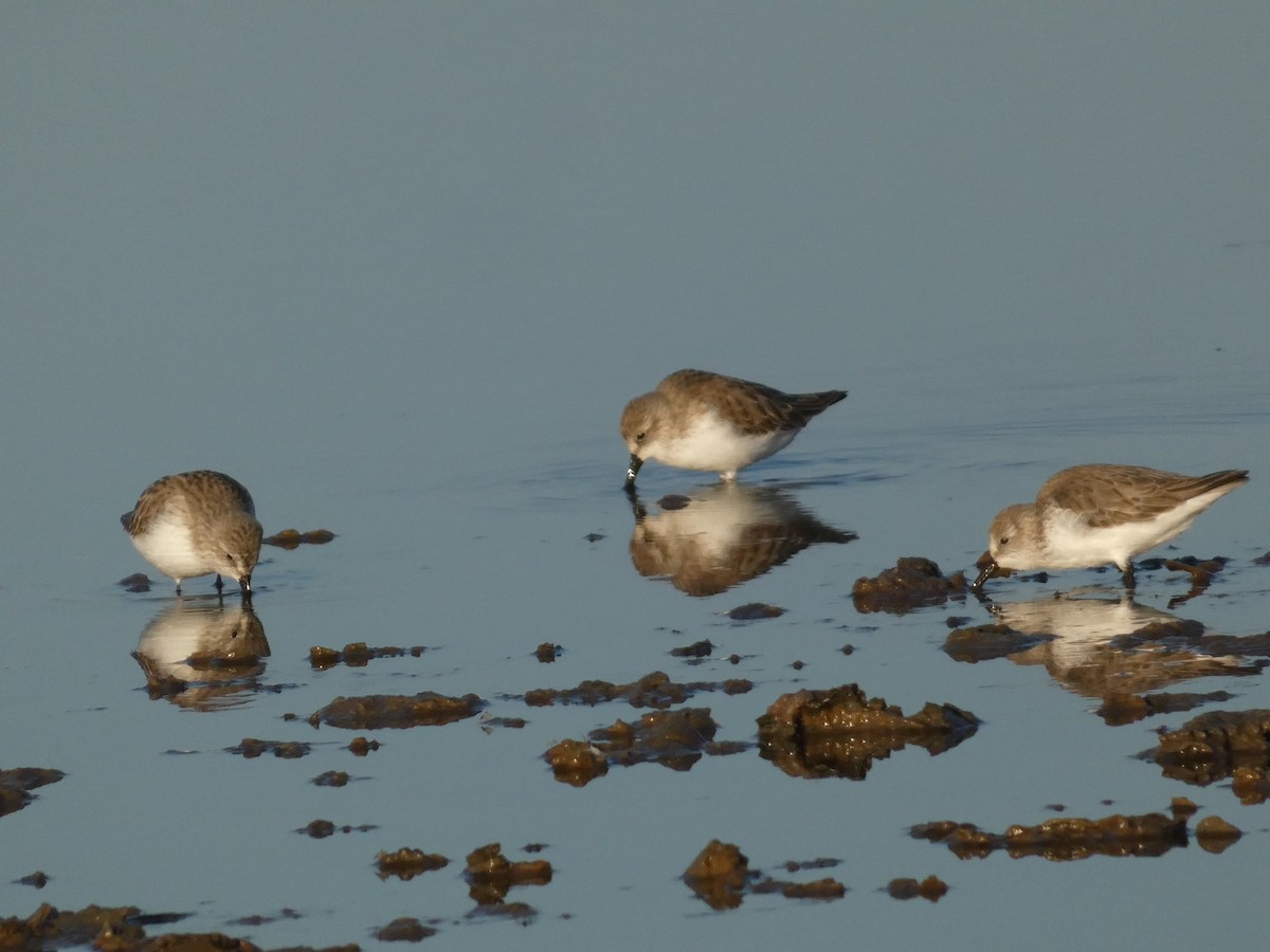 Correlimos de Alaska - ML646947385