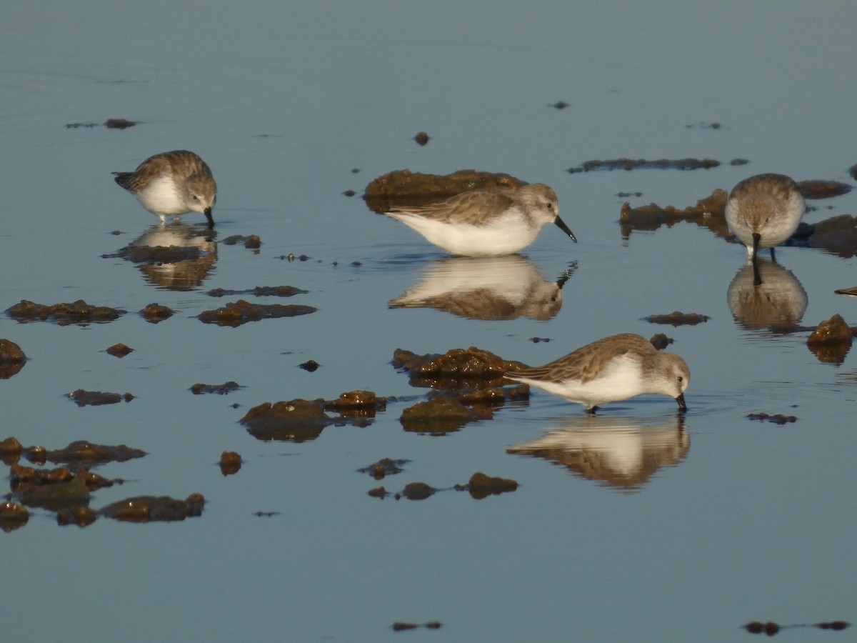 Correlimos de Alaska - ML646947386