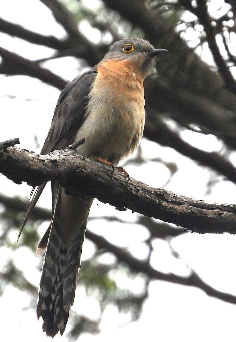 Fan-tailed Cuckoo - ML646947387